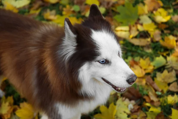 Милий Хаскі Собака Осінньому Парку Крупним Планом — стокове фото