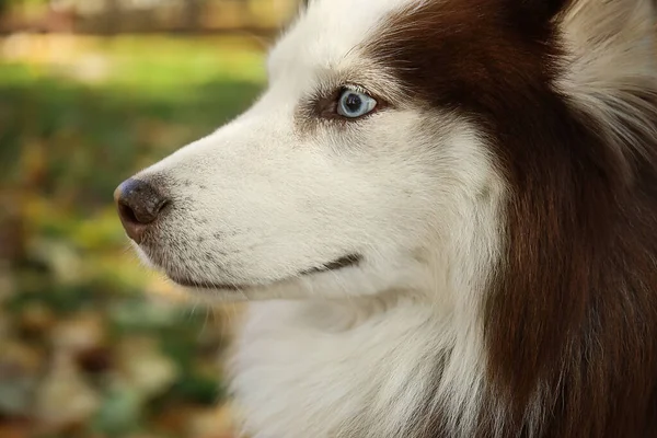 Χαριτωμένο Husky Σκυλί Στο Πάρκο Φθινόπωρο Closeup — Φωτογραφία Αρχείου