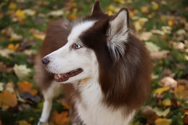 Милий Хаскі Собака Осінньому Парку Крупним Планом — стокове фото