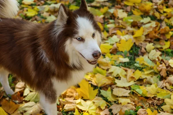 Netter Husky Hund Herbstpark — Stockfoto