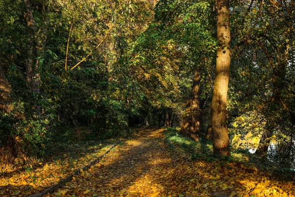 Över Vacker Höstpark Med Träd Och Fallna Löv — Stockfoto