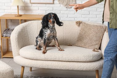 Bayan köpek bakıcısı evcil hayvanı eğitiyor.