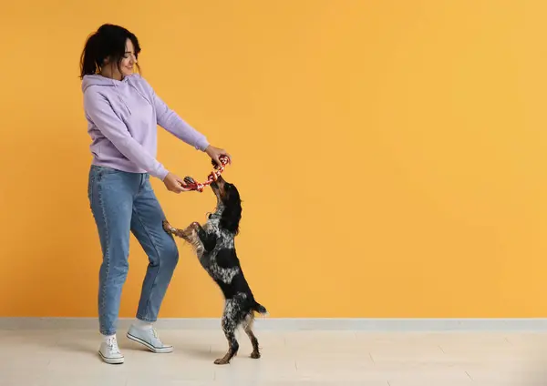Dog handler training pet on yellow background