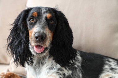 Tatlı cocker spaniel oturma odasında kanepede yatıyor.