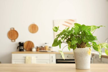 Işık mutfağındaki sehpanın üzerinde, yakın plan.