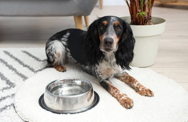 Oturma odasında bir kase suyla duran sevimli cocker spaniel.