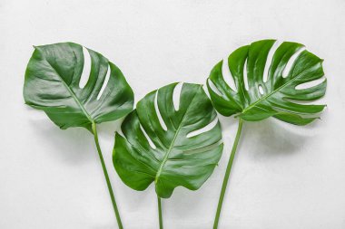 Tropikal monstera beyaz arka plan üzerinde bırakır