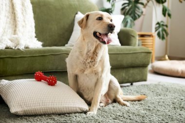 Labrador köpeği ve evcil oyuncağı oturma odasında halının üzerinde oturuyor.