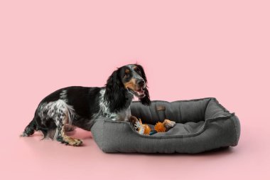 Pembe arka planda evcil hayvan yatağında uzanan sevimli cocker spaniel köpeği.