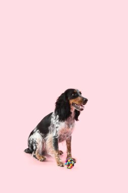 Pembe arka planda oturan sevimli cocker spaniel köpeği.
