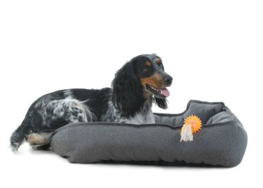 Beyaz arka planda evcil hayvan yatağında uzanan sevimli cocker spaniel köpeği.