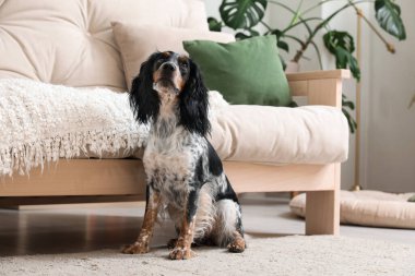 Tatlı cocker spaniel köpek oturma odasında halıda oturuyor.