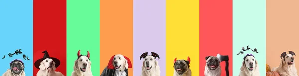 Set of many dogs in Halloween costumes on color background