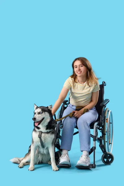 Young Woman Wheelchair Husky Dog Light Blue Background — Stock Photo, Image