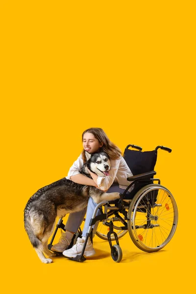 Young Woman Wheelchair Husky Dog Yellow Background — Stock Photo, Image