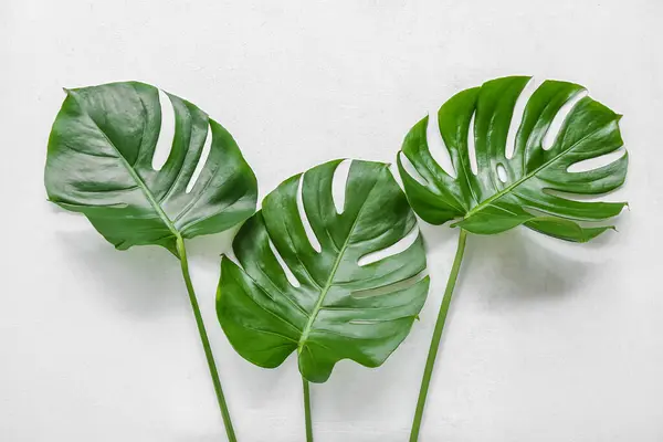 Tropikal monstera beyaz arka plan üzerinde bırakır