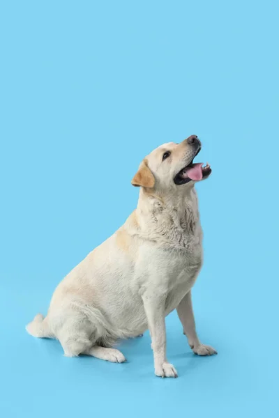 Leuke Grappige Labrador Hond Zittend Blauwe Achtergrond — Stockfoto