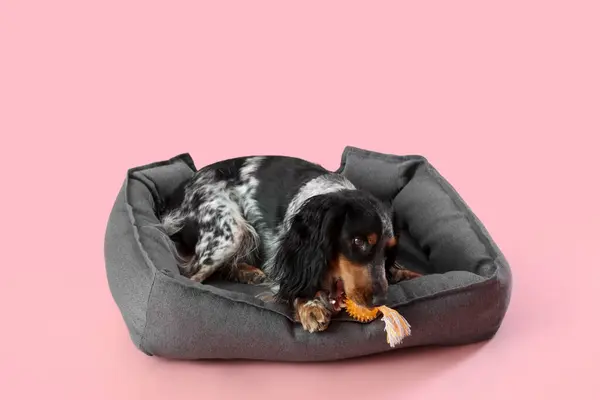 Милий Кокер Спанієль Собака Іграшкою Лежить Ліжку Домашніх Тварин Рожевому — стокове фото