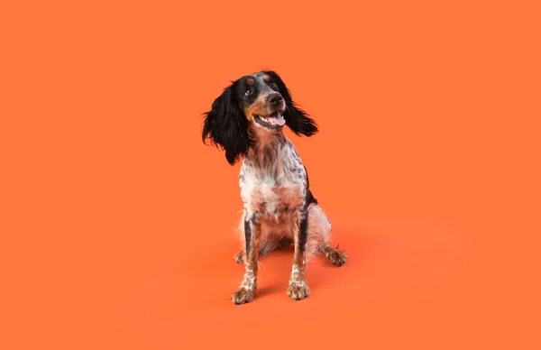 Leuke Cocker Spaniel Hond Zittend Oranje Achtergrond — Stockfoto