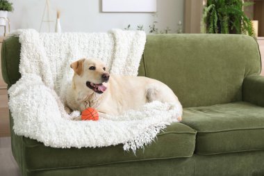 Oturma odasındaki kanepede battaniyeli ve evcil oyuncaklı şirin Labrador köpeği.