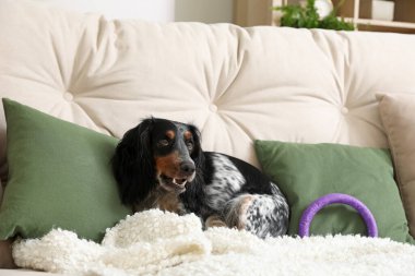 Sevimli cocker spaniel köpek evcil oyuncağıyla oturma odasında kanepede oturuyor.