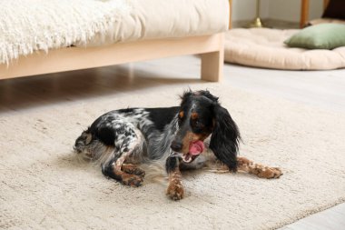 Tatlı cocker spaniel köpek oturma odasında halıda yatıyor.