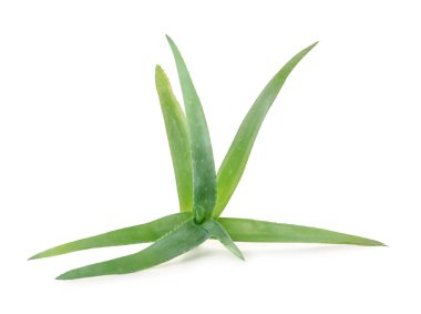 aloe vera bitkisi beyaz arkaplanda izole