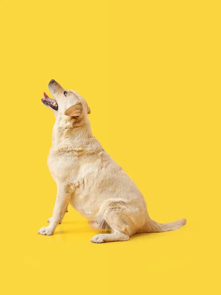 Bonito Cão Labrador Sentado Fundo Amarelo — Fotografia de Stock