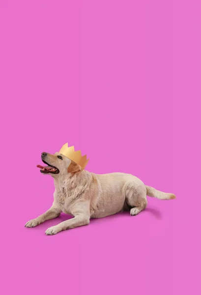 Cute Labrador Pies Koronie Partii Leżącej Fioletowym Tle — Zdjęcie stockowe