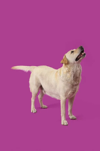 Cute Labrador Pies Fioletowym Tle — Zdjęcie stockowe