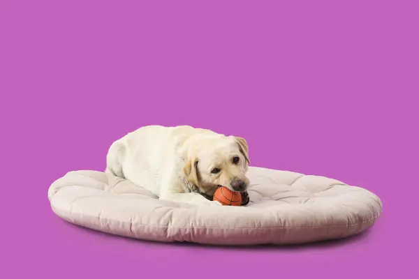 Мила Собака Лабрадору Іграшковим Ячем Лежить Ліжку Домашніх Тварин Фіолетовому — стокове фото