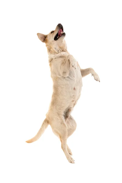 Cute Labrador Pies Skacze Białym Tle — Zdjęcie stockowe