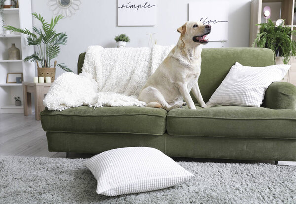 Cute Labrador dog sitting on sofa in living room