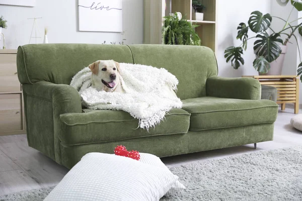 可爱的拉布拉多犬 毛毯和宠物玩具躺在客厅的沙发上 — 图库照片