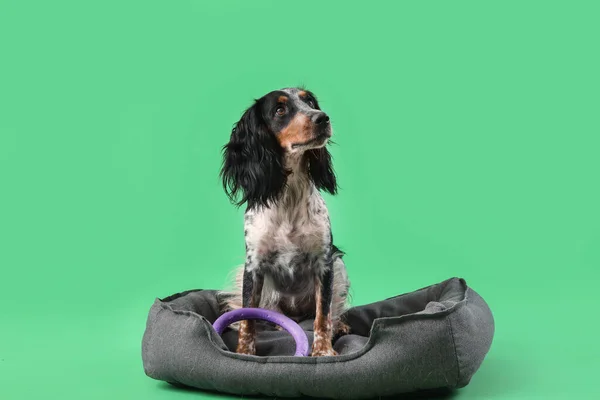Милий Кокер Спанієль Собака Іграшкою Сидячи Ліжку Домашніх Тварин Зеленому — стокове фото