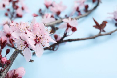 Mavi arkaplanda açan dallar, yakın plan