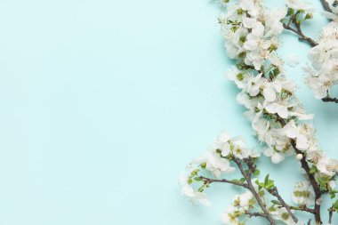 Mavi arkaplanda açan dallar