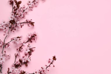 Pembe arka planda açan dallar