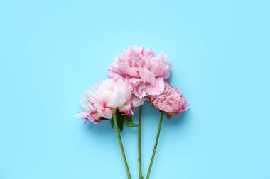 Mavi arka planda açan şakayık çiçekleri