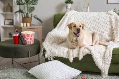 Labrador köpeği patlamış mısır kovası, bir fincan soda ve televizyon kumandası oturma odasındaki kanepede yatıyor.