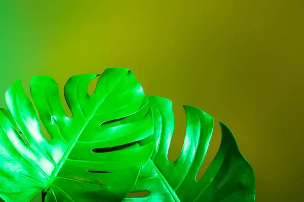 Foglie Monstera Tropicale Neon Sfondo Verde — Foto Stock