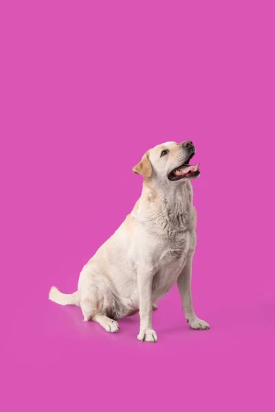 Cute Labrador Pies Siedzi Fioletowym Tle — Zdjęcie stockowe