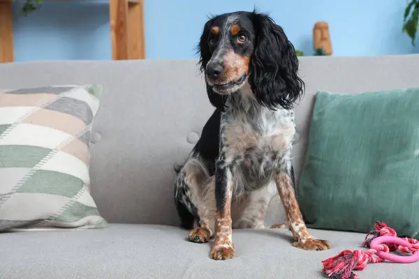 Cute cocker spaniel with pet toy sitting on sofa in living room
