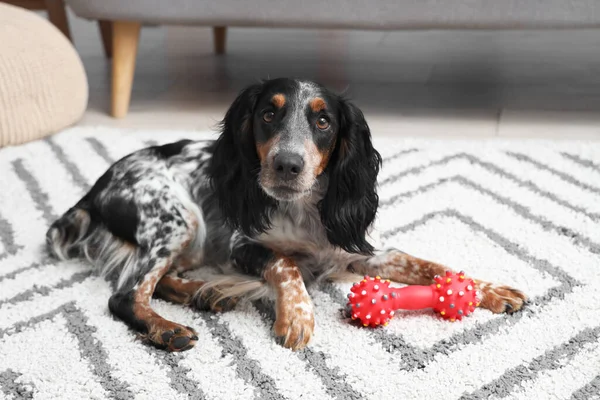 Cute cocker spaniel with pet toy lying in living room