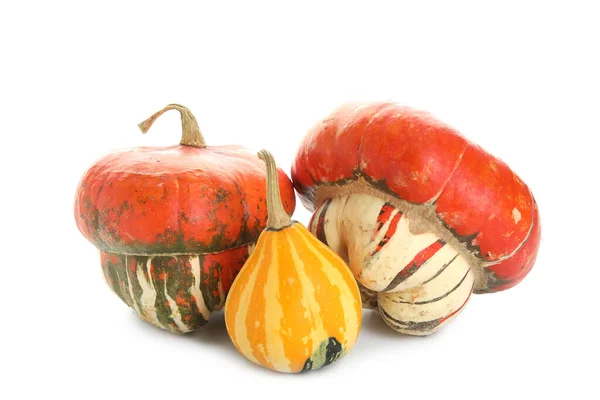Different Fresh Pumpkins White Background — Stock Photo, Image