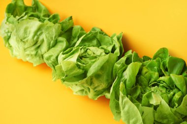 Sarı arka planda taze Boston marulu