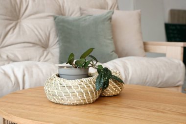 Oturma odasındaki sepetli ev bitkisi, yakın plan.