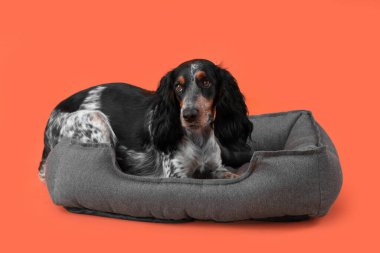 Tatlı cocker spaniel, turuncu arka planda evcil hayvan yatağında yatıyor.