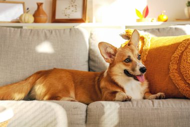 Corgi köpeği Şükran Günü 'nde evde yatıyor.