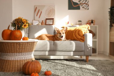 Corgi köpeği Şükran Günü 'nde evde yatıyor.